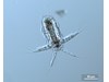 Photo of Copepoda: larval stages
